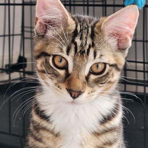 Adey - Domestic Short Hair (DSH) Cat