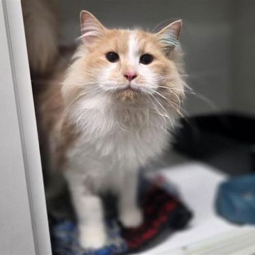 Steven - Domestic Medium Hair Cat