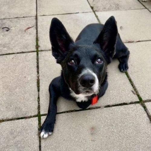 Nash - Border Collie Dog
