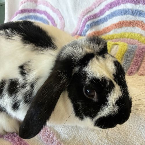Arthur - Lop Eared Rabbit