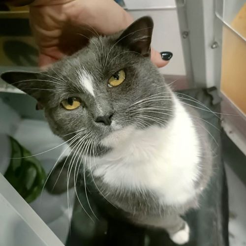 Misty Grey - Domestic Short Hair (DSH) Cat