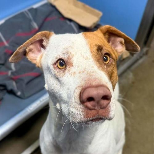 Jade - Australian Cattle Dog