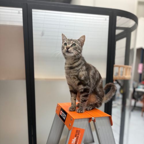 Steffi - Domestic Medium Hair (DMH) Cat