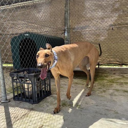 Delphine The Greyhound - Greyhound Dog