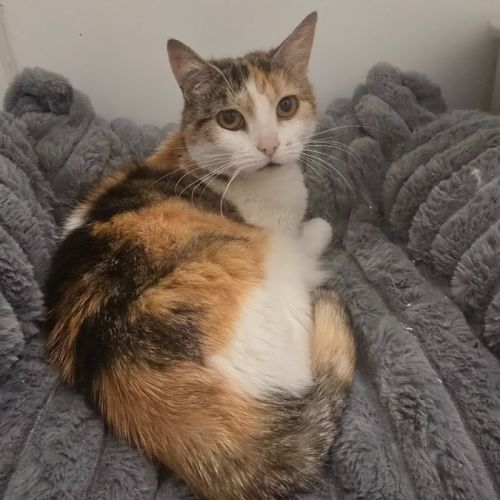 $100 Moonpie - Domestic Short Hair (DSH) Cat