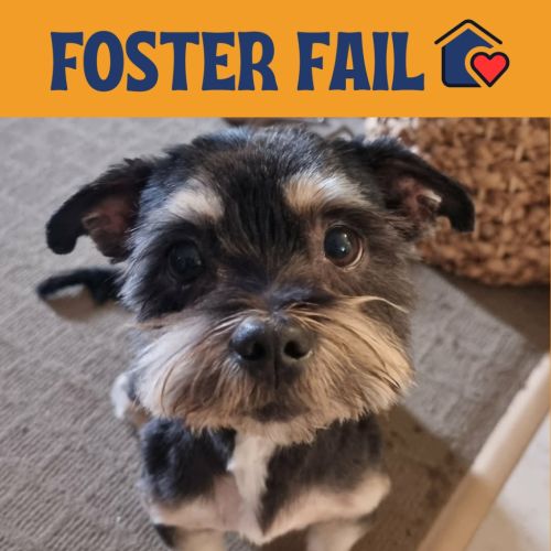Burt - Shih Tzu Dog