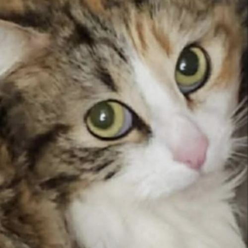 Mystic  - Domestic Medium Hair (DMH) Cat