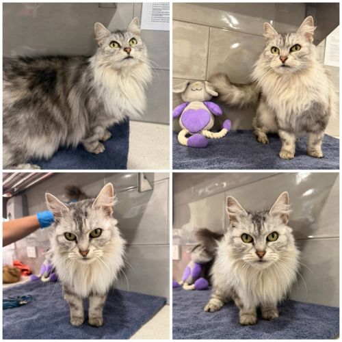 Snow - Domestic Medium Hair (DMH) Cat