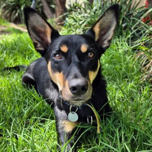 Baller - Kelpie Dog
