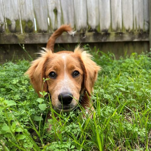 Albie - Nova Scotia Duck Tolling Retriever Dog