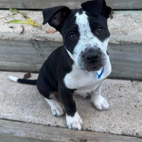 Nova - Bull Arab Dog