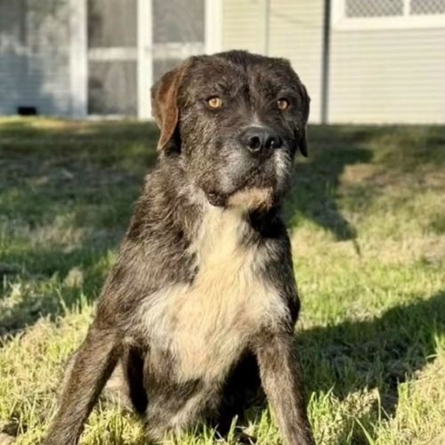 Jay Jays - Irish Wolfhound Dog