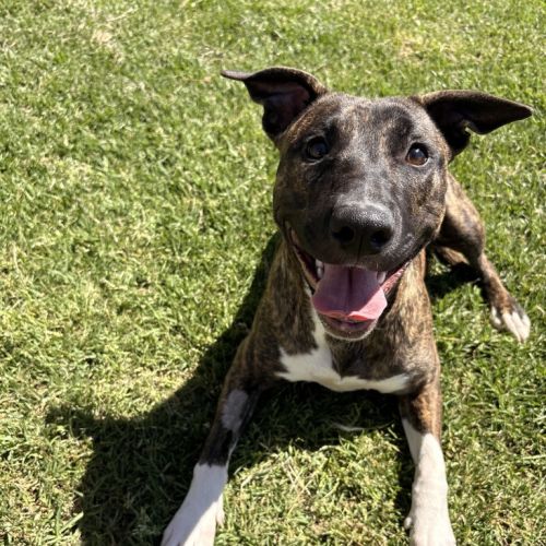 Lila  - Bull Terrier x Staffy Dog