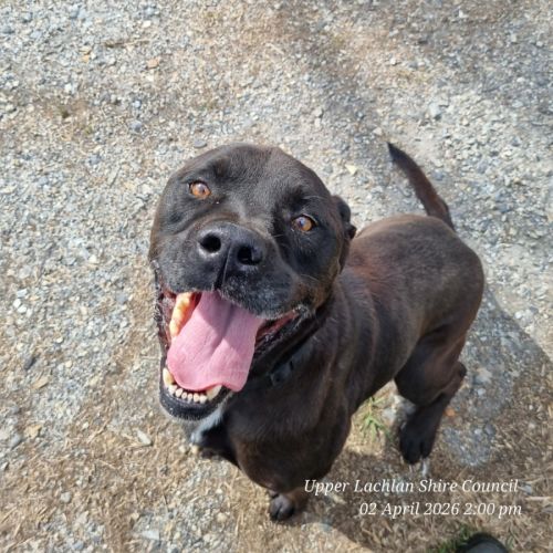 Axel - American Staffordshire Terrier Dog