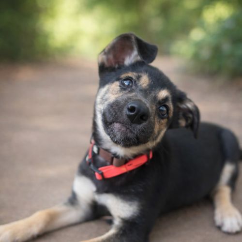 Blueberry  - German Shepherd Dog