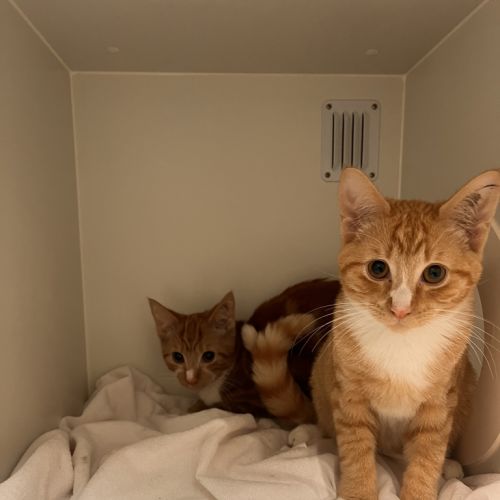 Mario - Domestic Short Hair Cat