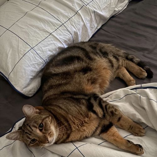 Coco - Domestic Short Hair (DSH) Cat