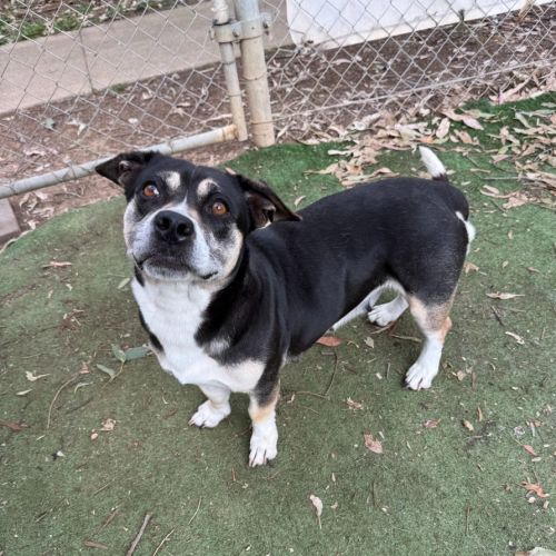 June - Welsh Corgi (Pembroke) x Staffordshire Bull Terrier Dog