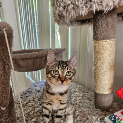 Rocoto - Domestic Short Hair (DSH) Cat
