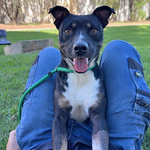 Jimbo - Staffordshire Bull Terrier Dog