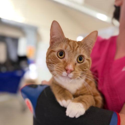 Ringo - Domestic Short Hair (DSH) Cat