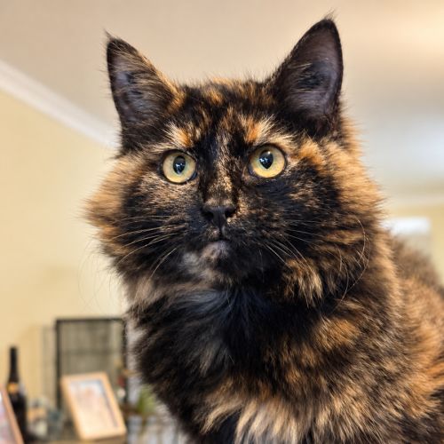Camilla - Domestic Long Hair (DLH) Cat