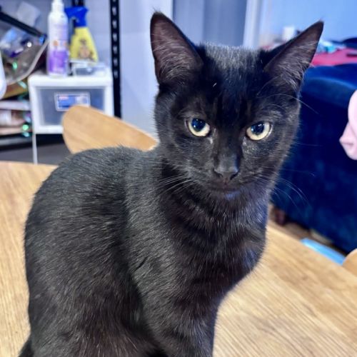 Kiki - Domestic Short Hair (DSH) Cat