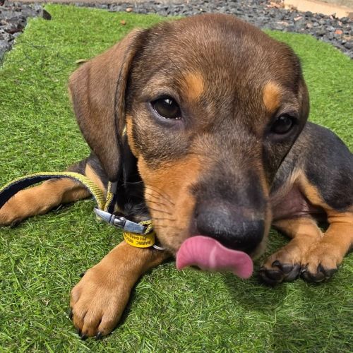 Ivy - Dachshund x Australian Kelpie Dog