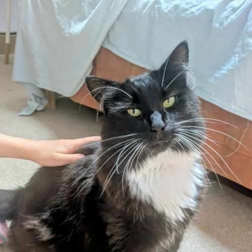 Beth - Domestic Short Hair (DSH) Cat