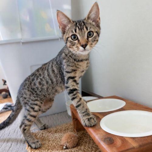 Kye - Domestic Short Hair (DSH) Cat