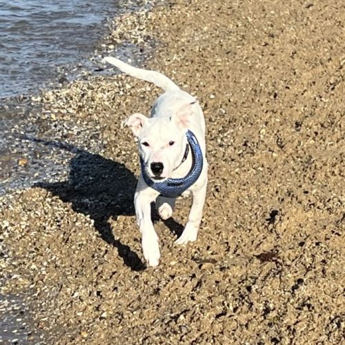 Nula - Australian Cattle Dog