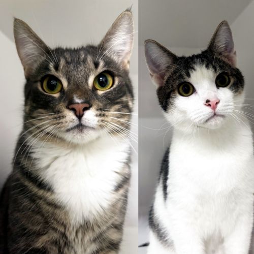 Sigma SUK014769 & Matty SUK014767 - Domestic Short Hair (DSH) Cat