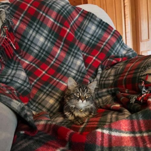 Minky - Domestic Medium Hair (DMH) Cat