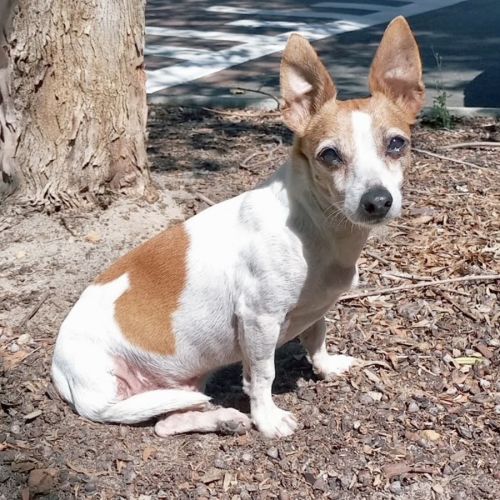 Uszko - Jack Russell Terrier x Fox Terrier (Miniature) Dog