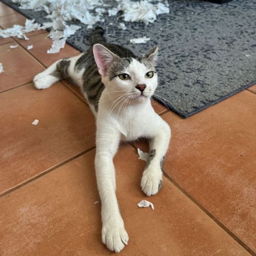 Molly - Domestic Short Hair (DSH) Cat