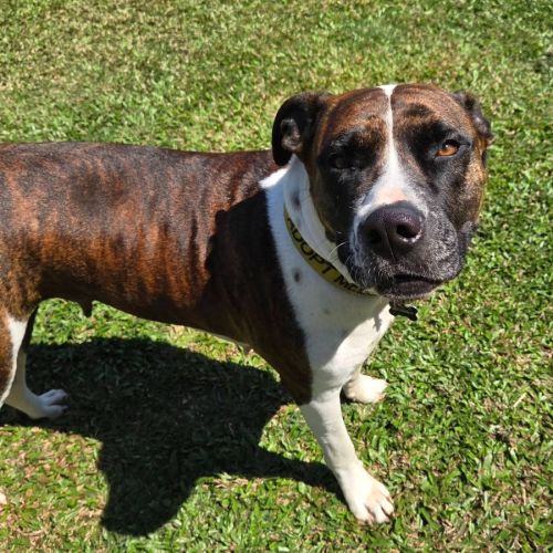 Shady - American Staffordshire Terrier Dog