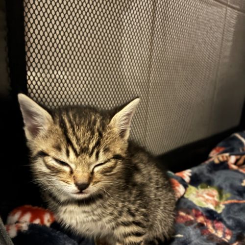 Ziggy - Domestic Short Hair (DSH) Cat