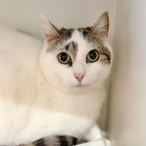 Toby - Domestic Short Hair (DSH) Cat