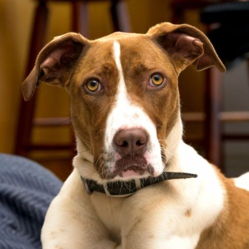 Glinda - Bull Arab x English Pointer Dog