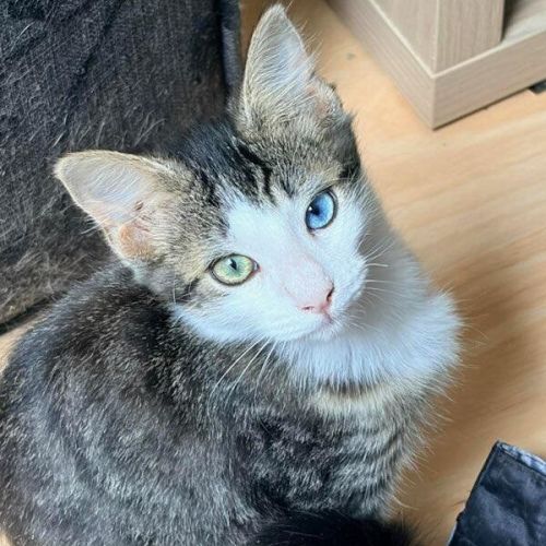 Severus Snape - Domestic Short Hair (DSH) Cat