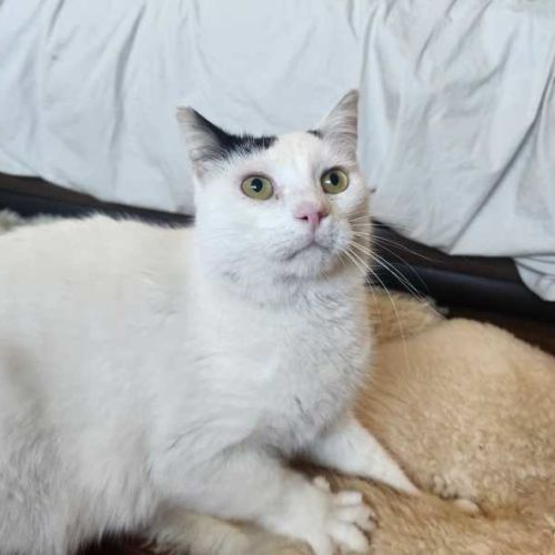 Mr Mcfee - Domestic Short Hair (DSH) Cat