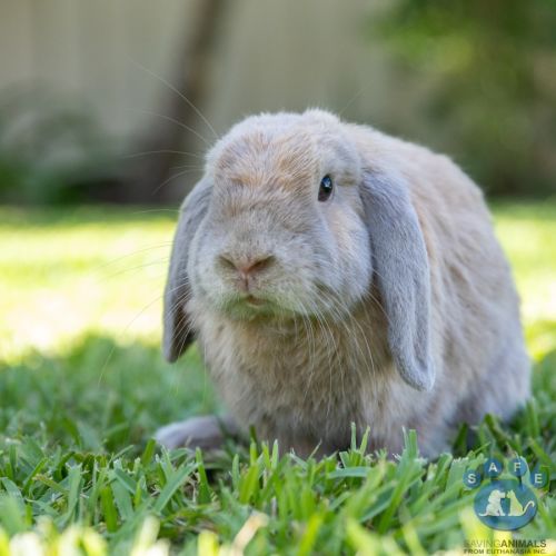 Jack Frost - Bunny Rabbit