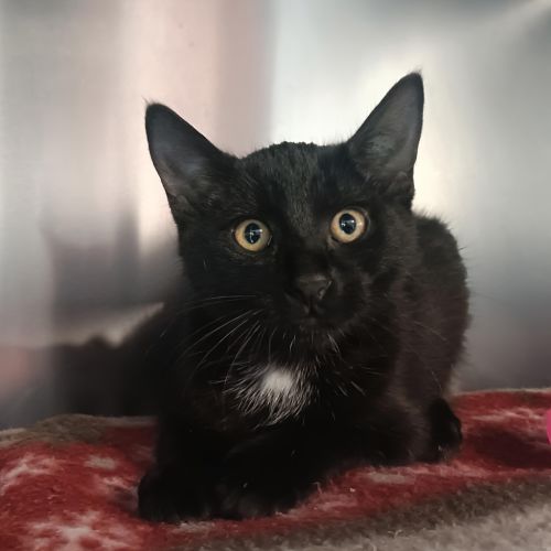 Rupert - Domestic Short Hair Cat