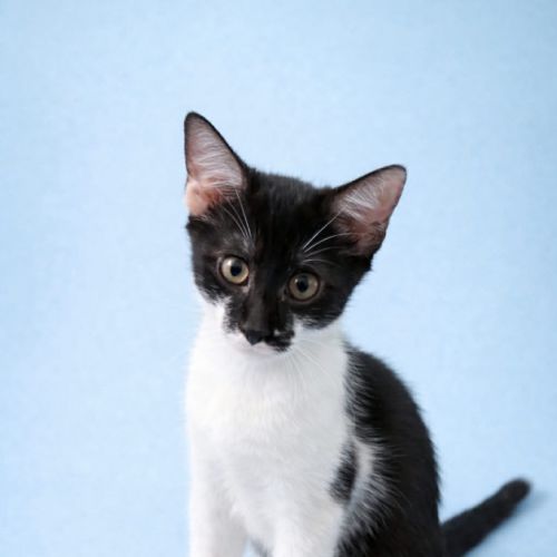 Delia - Domestic Short Hair (DSH) Cat