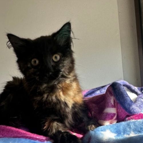 Brownie - Domestic Short Hair Cat