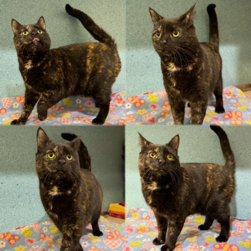 Coco - Domestic Short Hair (DSH) Cat