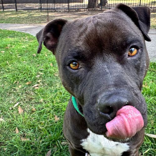 Kaos - American Staffordshire Terrier Dog