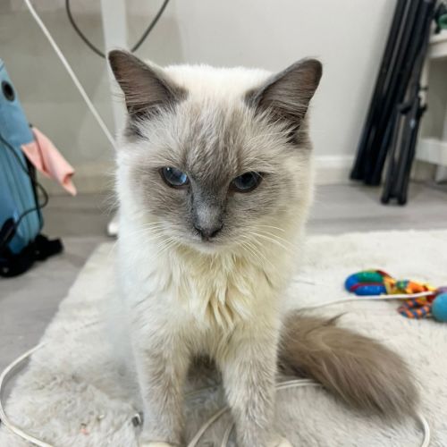Pandora - Ragdoll Cat