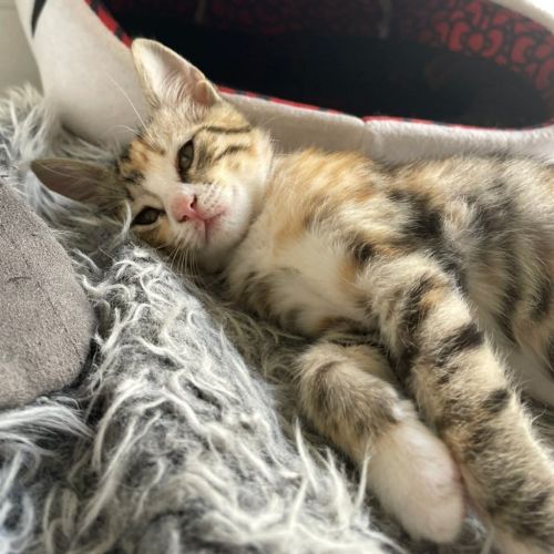 Sora - Domestic Short Hair (DSH) Cat