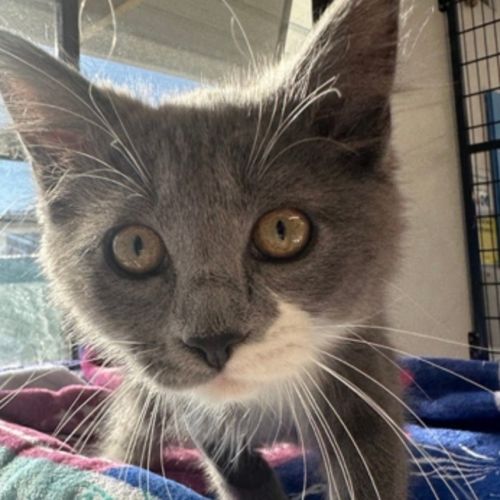 Giselle - Domestic Medium Hair Cat